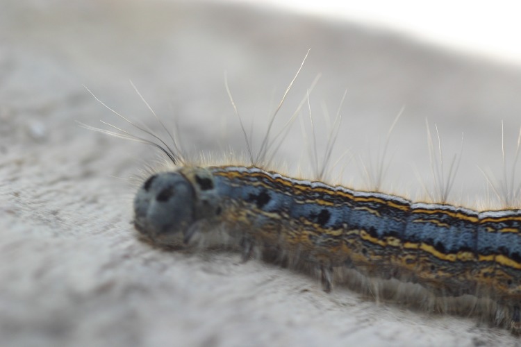 Click to Close